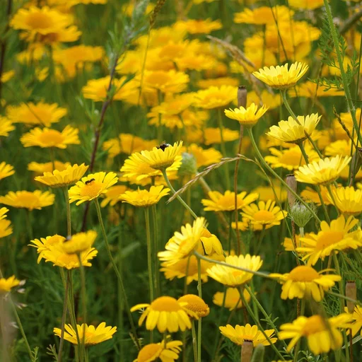 问鼎娱乐博彩牌照
